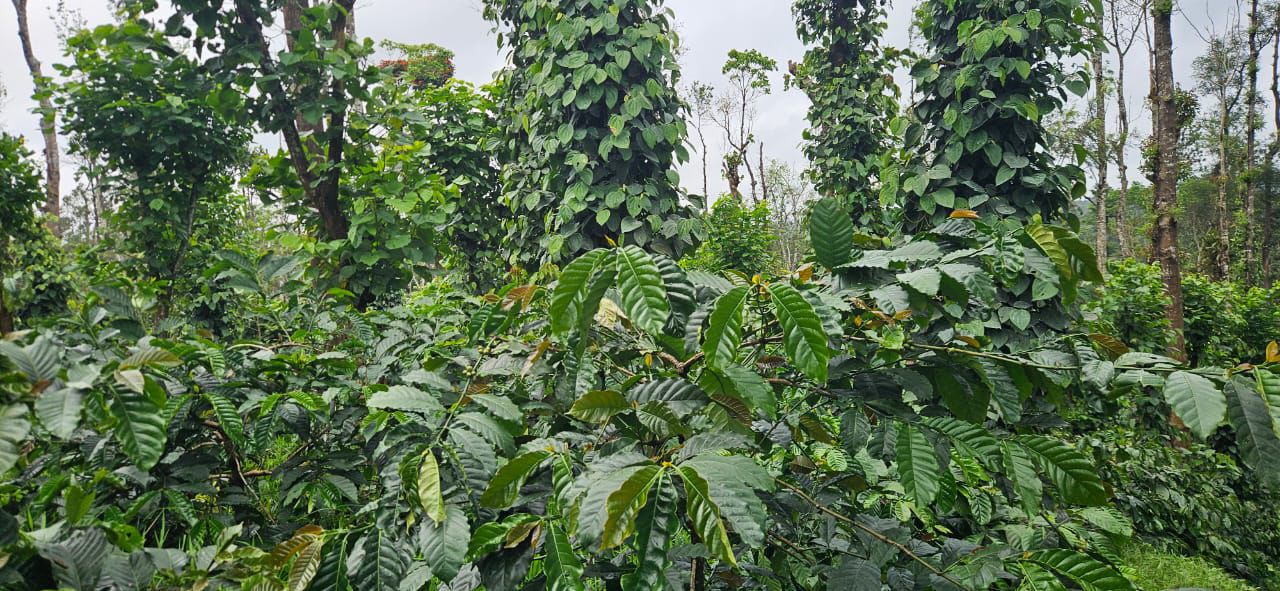 45 Acre Coffee & Pepper Estate for Sale – Near Belur 